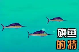 动物兄弟来告诉你 旗鱼 的特征视频封面