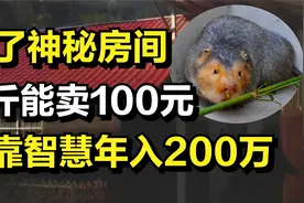 男子养竹鼠出奇制胜，一斤能卖到100元的高价，一年纯利润达200万视频封面