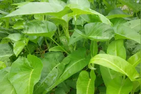 原来吃“空心菜”，对人有四大好处，很多人却不知道，抓紧看看吧