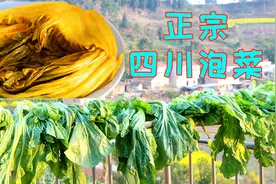 正宗四川泡菜做法，讲解详细靠谱实用，这样泡的菜做酸菜鱼才正宗