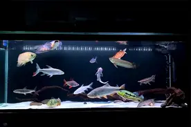 为什么养鱼要经常换水？而草缸一年换一次就行视频封面