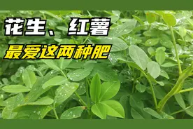 种植花生、红薯高产有妙招，7月份一定用这两种肥，后期产量翻倍视频封面