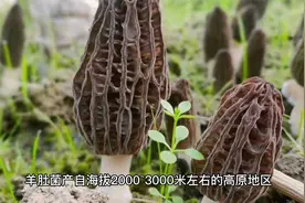 羊肚菌的功效与作用，以及营养价值视频封面