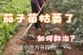 刚开花的茄子枯萎了怎么办？两步轻松救活，老农这样做