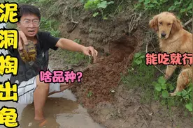 小亮带金毛水库边掏泥洞，本想掏龙虾谁知竟有意外收获，有口福了视频封面