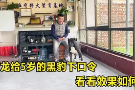 5岁的黑豹终于出笼了，阿龙第一次给黑豹做训练，看它的表现如何视频封面