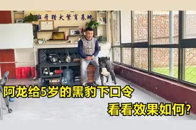 5岁的黑豹终于出笼了，阿龙第一次给黑豹做训练，看它的表现如何视频封面