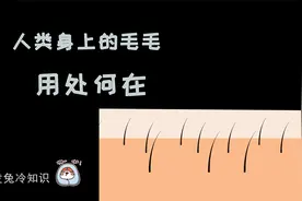 人的体毛有什么作用？剃掉它们之后有影响吗？视频封面