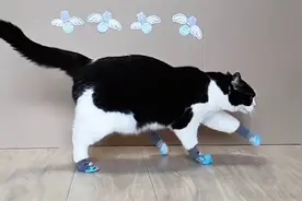 给猫穿上袜子，再把速度放慢看，猫的举动让众人笑得肚子疼！视频封面