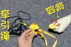 网购“鹦鹉牵引绳”1条，把绳子绑在鹦鹉身上，会有什么效果呢？视频封面