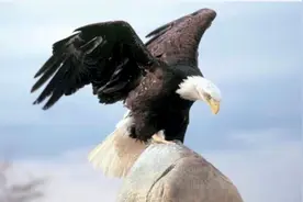 Micro English Learning: Inspiring Eagle (鹰的重生之旅）
