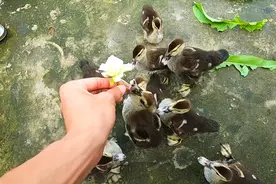 楼顶养鸭出现腿软，给它喂了一点蜂蜜水！喂了一次就见效果视频封面