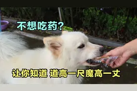 给狗狗做体内驱虫，居然拉出来很多虫子，看到简直头皮发麻视频封面