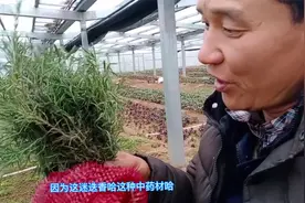 老板种植300多亩迷迭香发家致富，名贵香料还有驱蚊功效，看看吧.视频封面
