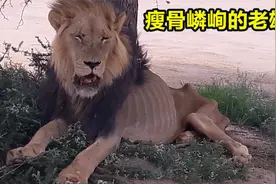 狮子寿命有多长？在生命的最后阶段他们是如何度过的呢？视频封面