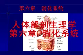 人体解剖生理学 第六章 消化系统【转载】