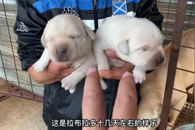 150只纯种拉布拉多宠物狗多少钱一只视频封面