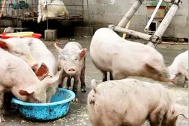 路上捡的10只小猪，又捡了1只小小猪，却被其他小猪欺负，好可爱视频封面