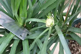 春季养龙血树砍一刀，侧芽狂冒视频封面