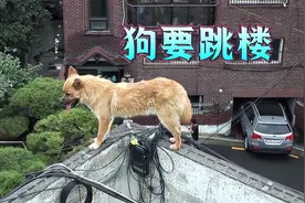谁能想到，一只狗居然选择了跳楼轻生，它到底经历了什么视频封面