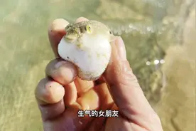 其实我一个赶海人也提别想不明白，为啥生活在海里的它叫河豚？视频封面