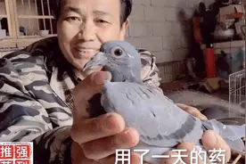 还在为鸽子单眼伤风久治不愈而烦恼吗？农村大叔有绝招治愈不复发视频封面