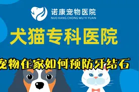 宠物牙结石如何预防，视频教你在家这样护理就可以。视频封面