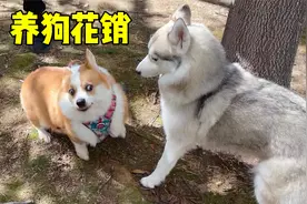 同时养柯基和哈士奇一个月要花多少钱？视频封面