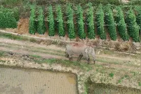 云南15头野象进村，一小象误食200斤酒糟醉倒，睡过头脱离象群视频封面