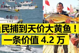 渔民捕到大黄鱼，1条卖4.2万天价，濒危的大黄鱼泛滥了吗？视频封面