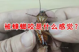 蟑螂有毒吗？蟑螂会咬人吗？被蟑螂咬是什么感觉？视频封面