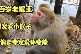 百岁老猴王，很宠爱小猴子们，从来不跟他们抢食，像长辈宠爱孙辈视频封面