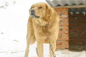 土狗中长“天眼”的神犬，碰到就是缘分，镇宅里的王者视频封面