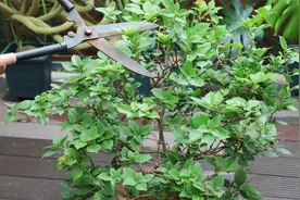 如何给开败花的三角梅做修剪呢？懂的都是高手视频封面