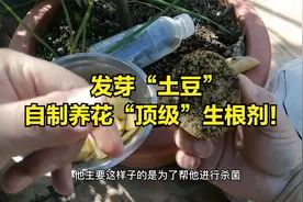 “发芽”土豆，不要丢！自制万能生根剂视频封面