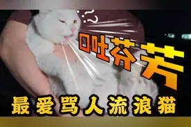 【爆笑捡猫】谁家猫丢了？会骂街那种！速来领取！