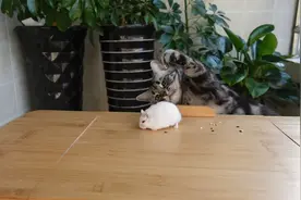 仓鼠遇见猫，有理说不清