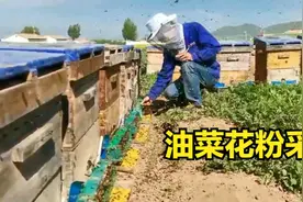 油菜花粉是如何产生的？地点青海，我就在蜂场拍下蜜蜂采集现场！视频封面