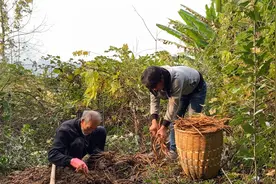 药材“三百棒”见过吗？农村人山上挖，一个地方挖1背篓视频封面