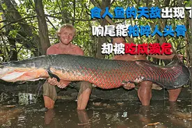 食人鱼的天敌出现了，响尾能拍碎人头骨，却被吃成濒危视频封面