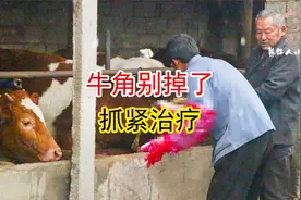 牛角壳掉了血止不住，紧急时刻父子俩齐上阵，止血才是关键！