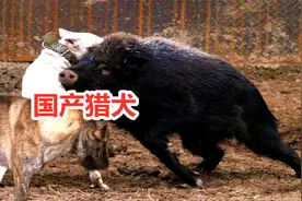 十万大山中走出顶级猎犬，广西土猎犬，面对野猪力战不退视频封面