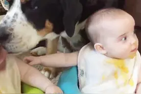 刚出生的婴儿，狗狗为什么能认出是小主人，并且认真的守护呢？