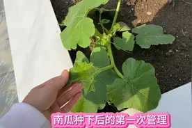 南瓜移栽半个月 长到七八片真叶 可以做第一次修剪视频封面
