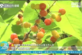 请把果实留给鸟儿！南京玄武湖的樱桃挂满枝头，园内惊现暴力采摘视频封面