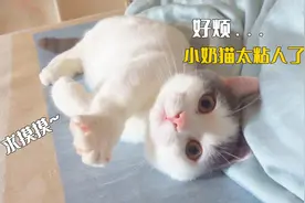 自从出差回来后，小奶猫就一直粘着我，上厕所也跟着！视频封面