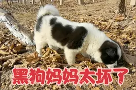 农村小黑狗生下一只熊猫狗，孩子太小带它学坏差点弄丢了视频封面