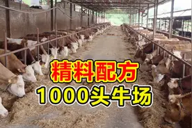 养牛人看这里！1000头牛场精料配方大公开，老板全程没说一句废话视频封面