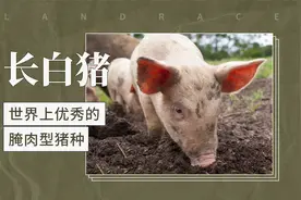 长白猪——世界上优秀的腌肉型猪种