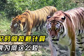 威风凛凛的老虎也有难言之隐，交配时间按秒计算，它为何这么短？视频封面